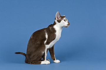 Orientalisch Kurzhaar 10255