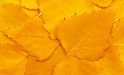 Fallen autumn leaves background