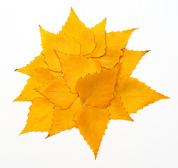 Fallen autumn leaves of birch background