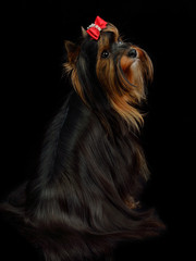 Naklejka premium Yorkshire terrier sitting