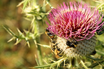 Common Thistle with Bumble bees