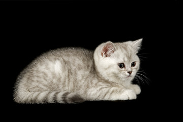 Katzen-Selkirk-Rex 11468