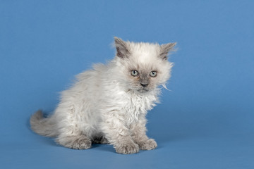 Katzen-Selkirk-Rex-2010-12037