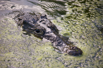 Coccodrillo cubano