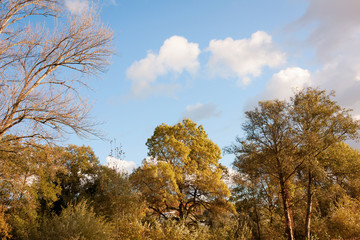 Autumn Trees Pattern