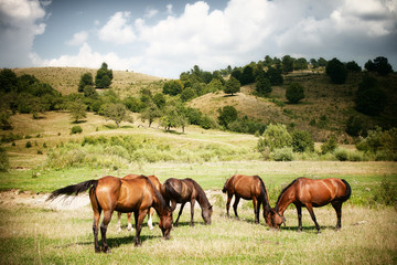 Naklejka na ściany i meble Horses on green rural land