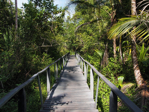 Bridge in the jungle of the national park of Cahuita, Central America, Costa Rica