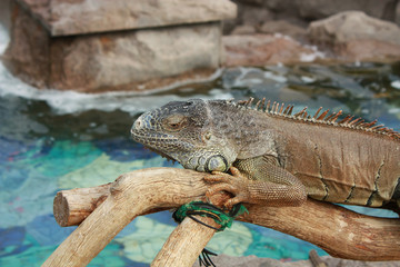 Iguana on branch
