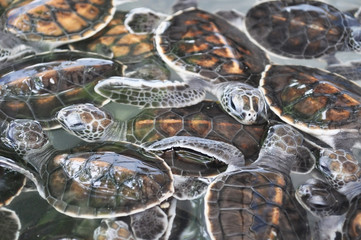 baby turtle. Baby green turtle in a nursery pond.