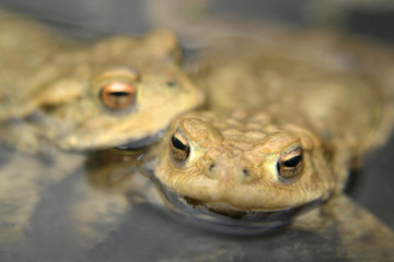 common toads portrait