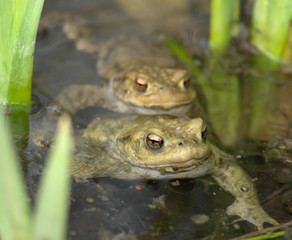 common toads in a pond
