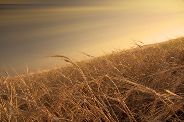 Field and Sky