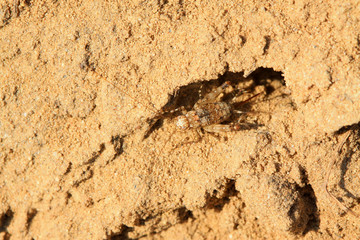 a kind of insect named cricket