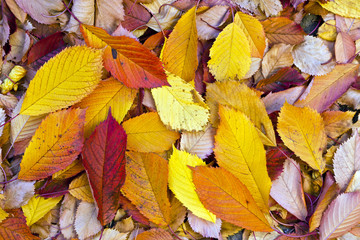autumn leaves lying in the faded foliage