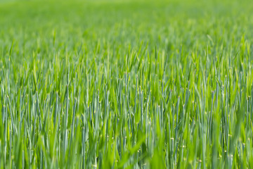 detail of field with green spring grains