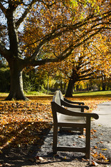 Garden-bench in park in fall