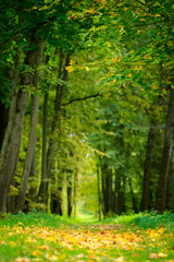 Alley with yellow leaves