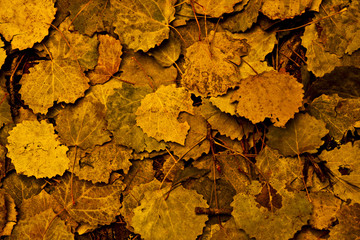 autum leafe background