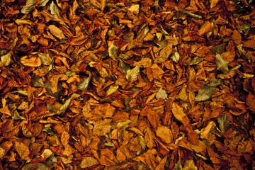 autum leafe background © yankov