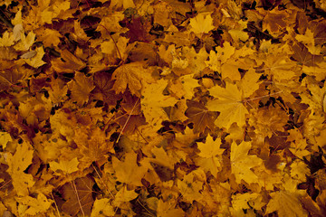 autum leafe background