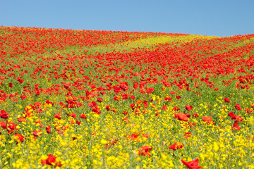 Poppy field