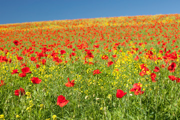 Poppys in a field