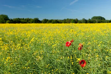 Fototapeten Orange Rapeseed field  © Jason Vosper
