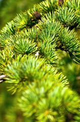 Christmas tree macro shot
