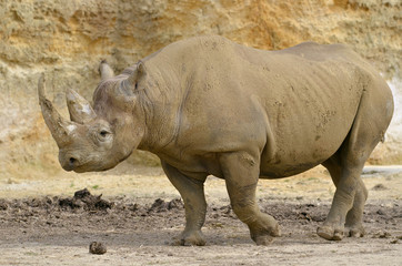 Naklejka premium Black Rhinoceros