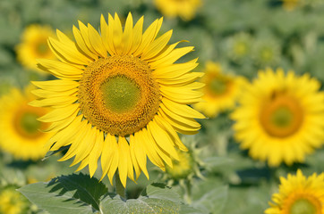 Closeup sunflower (Helianthus annuus)