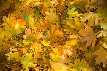 colorful autumn leaves