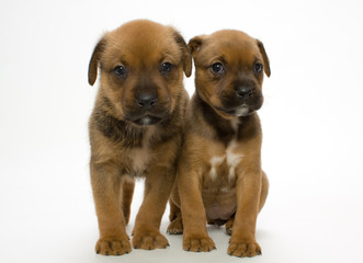 Obraz premium 2頭の子犬たち