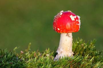 Red toadstool