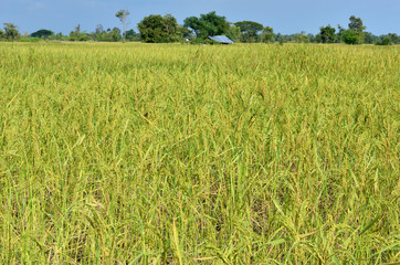 rice field