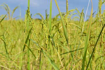 rice field