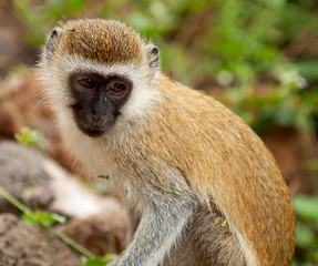 Cercopithecus Aethiops Vervet monkey