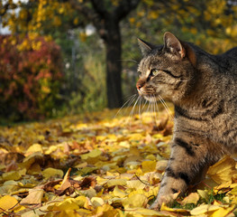 Naklejka na ściany i meble Cat in autumn garden