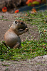Prairie dog (Cynomis ludovicianus) portrait in Salzburg zoo