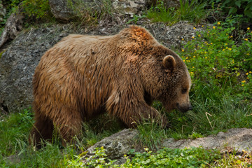 Bear portrait in Salzburg zoo