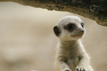 Fototapeta premium Meerkat baby