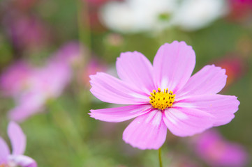 ピンクと白い模様のコスモス