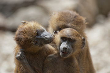 Baboon trio