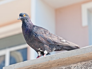 A pigeon