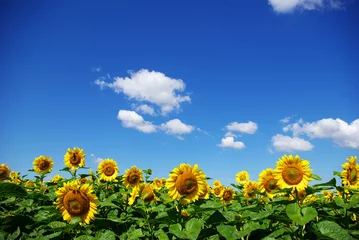 Crédence de cuisine en verre imprimé Tournesol champ de tournesol