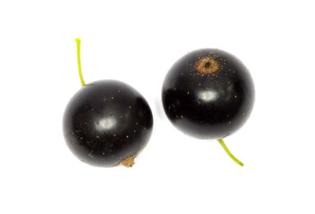 black currant