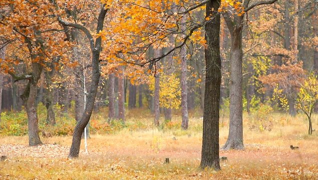 Осенний лес. Падающие листья