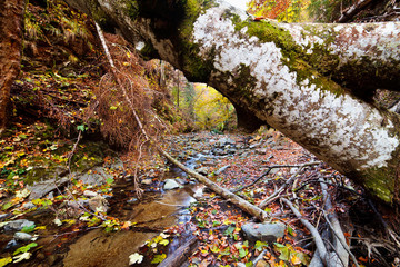 Landscape with fallen trees in the autumn