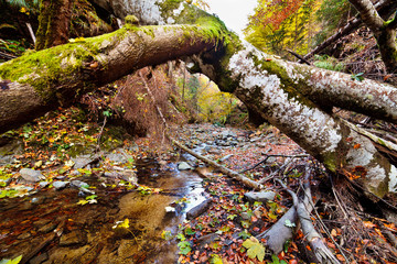 Landscape with fallen trees and a creek in the autumn