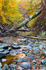Landscape with fallen trees in the autumn