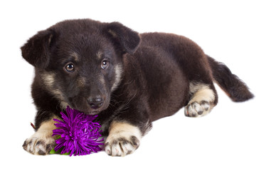 puppy with flower